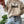 Boobees Sweat Shirt-1
